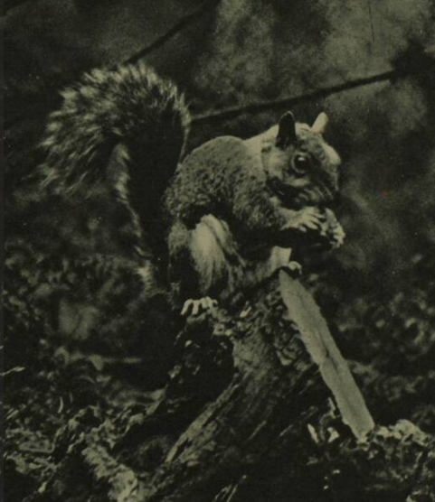 The grey squirrel arrived in Ireland as a wedding gift in 1909.