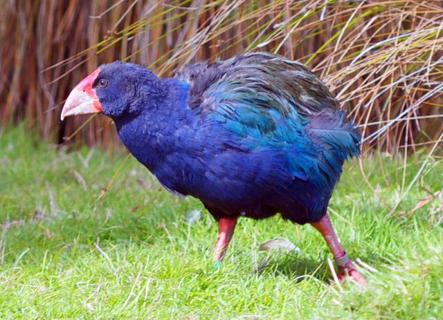 Takahē 1847 – The Bird That Side-Stepped Extinction
