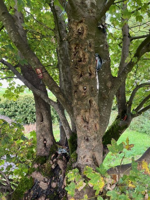 St Fintan's Tree, 2025