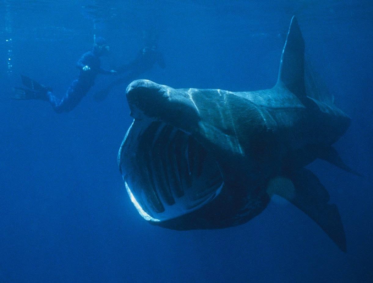 Shark Tales: The Basker and the Porbeagle